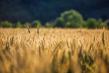 Exporturile de cereale din Romania inregistreaza cresteri