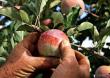 Insecticide pomi fructiferi pentru tratamente in perioada vara - toamna