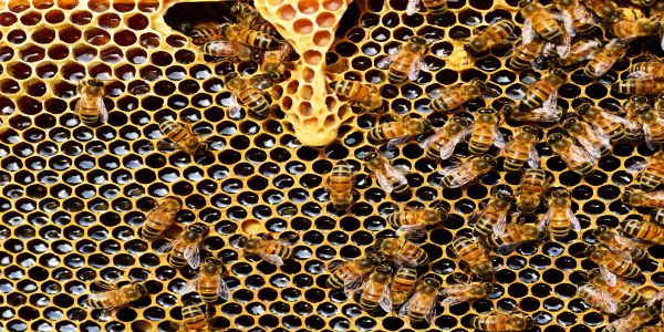 luna-august-in-apicultura-lucrarile-specifice-din-aceasta-perioada