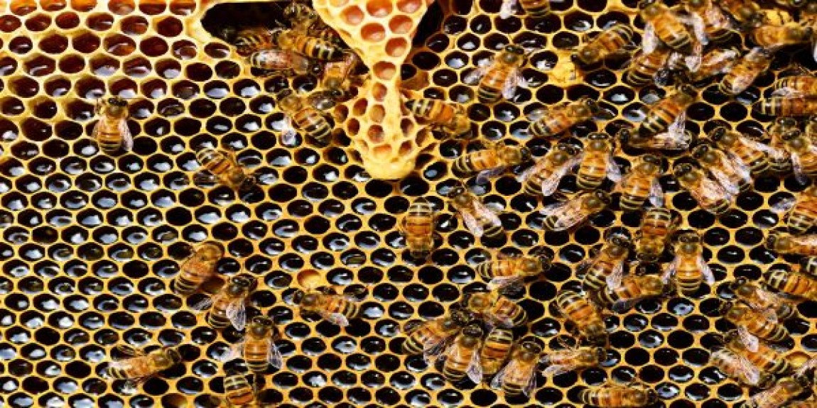 Inseminarea artificiala la albine