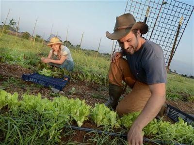 Etapele instalarii tinerilor fermieri care vor sa obtina sprijin financiar nerambursabil