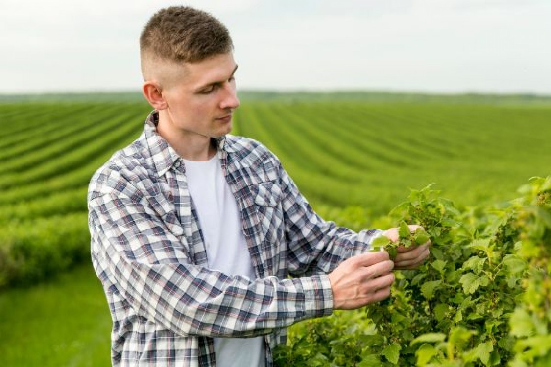 Instalarea tinerilor fermieri. Ce trebuie sa faca acestia pentru a primi finantarea?
