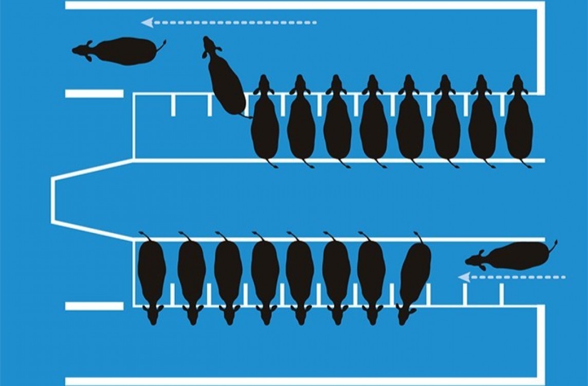 Instalatii de muls sau sali de muls? Ce ti se potriveste in functie de ferma