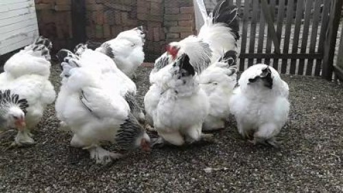 Importul de carne de pui din Romania nu poate fi interzis de UE