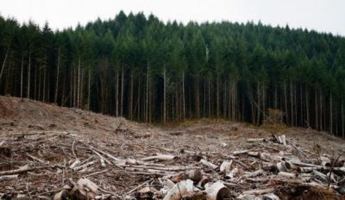 Inventarul Forestier National contine date inexacte