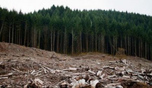 Inventarul Forestier National contine date inexacte