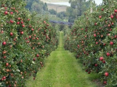 Incepe o noua sesiune de primire a cererilor de finantare pentru investitii pomicole