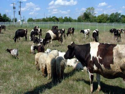 Crescatorii de bovine beneficiaza de subventii de 50 la suta daca isi achizitioneaza juninci in vederea cresterii calitatii genetice