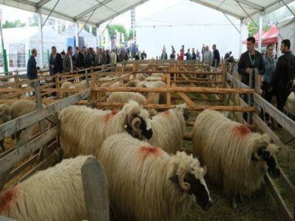 Campania Alege oaia ajunge in week-end la Pitesti