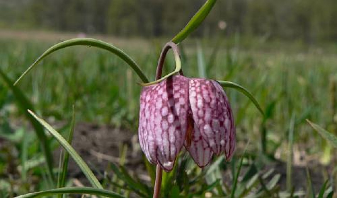 Laleaua pestriţă (Fritillaria meleagris) înfloreşte în luna mai