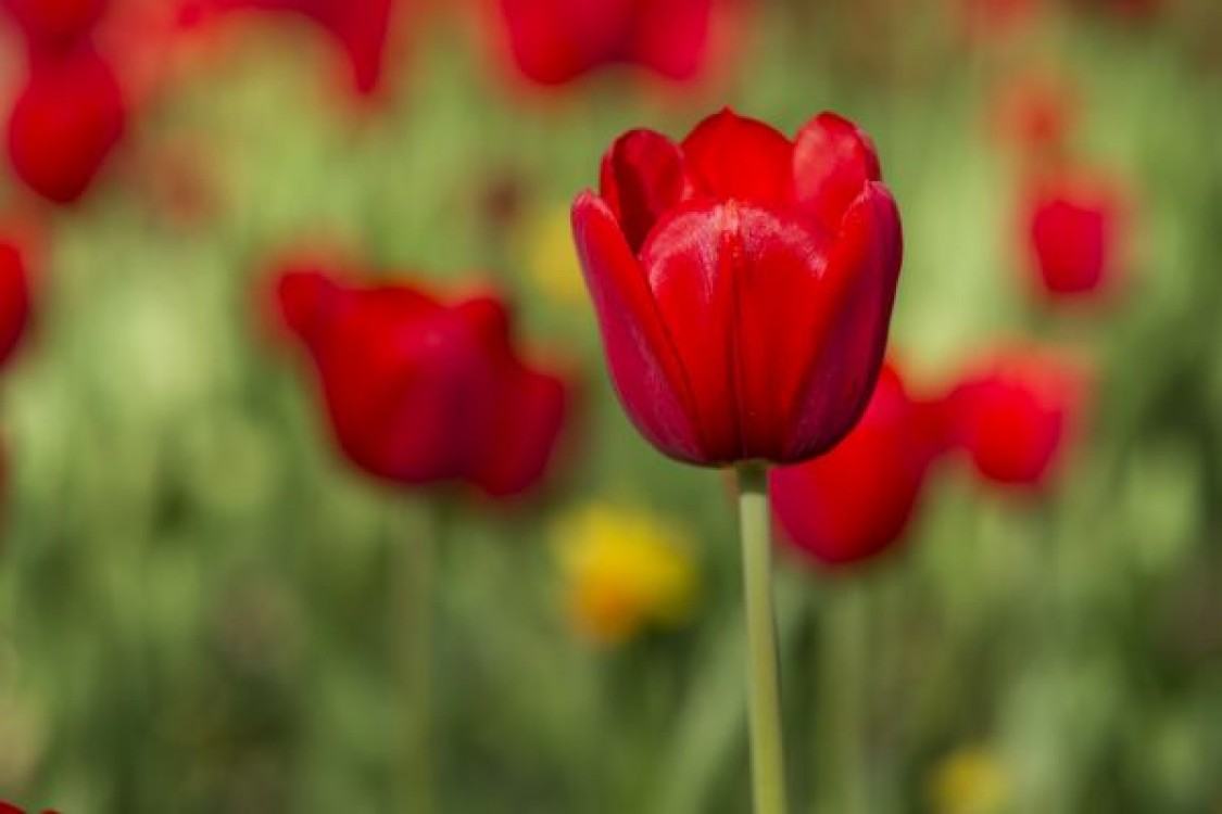 Lalele: plantare, ingrijire si curiozitati despre florile simbolice ale primaverii