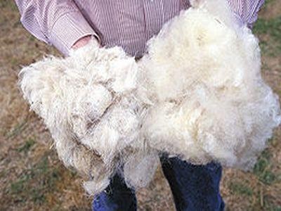 S-a prelungit perioada de valorificare a lanii pentru crescatorii de ovine