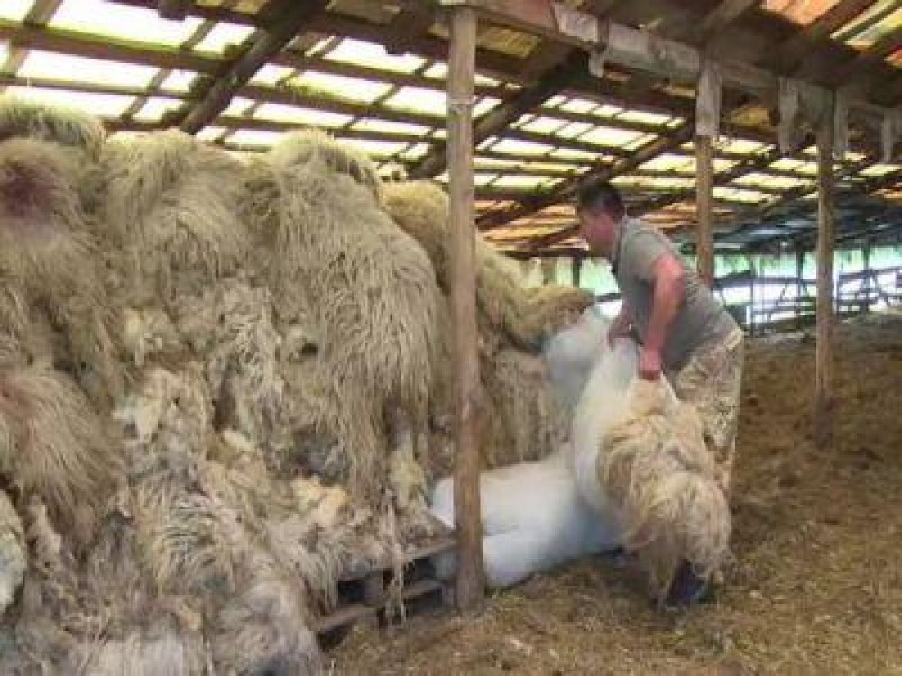 Crescatorii de ovine au la dispozitie 20 de centre unde isi pot valorifica lana