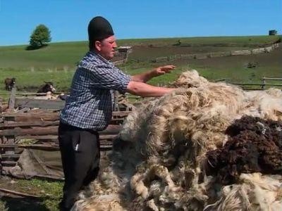 Perioada de valorificare a lanii s-ar putea prelungi pana la 1 noiembrie
