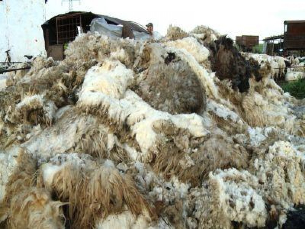 Intreaga cantitate de lana produsa in Romania va fi valorificata anul viitor