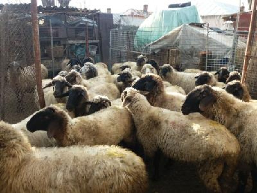 OFICIAL. A crescut ajutorul de minimis pentru comercializarea lanii