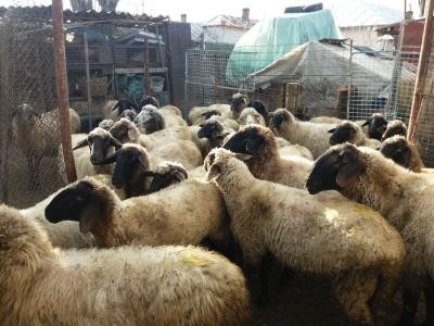 OFICIAL. A crescut ajutorul de minimis pentru comercializarea lanii