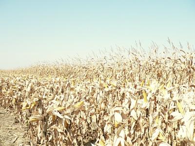 lapar-reclama-intarzieri-in-rambursarea-de-tva-pe-piata-cerealelor-si-cere-strategii-pentru-stoparea-vanzarii-terenurilor-agricole-catre-straini