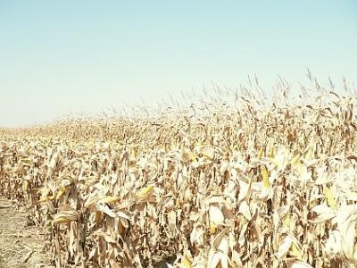 LAPAR reclama intarzieri in rambursarea de TVA pe piata cerealelor si cere strategii pentru stoparea vanzarii terenurilor agricole catre straini