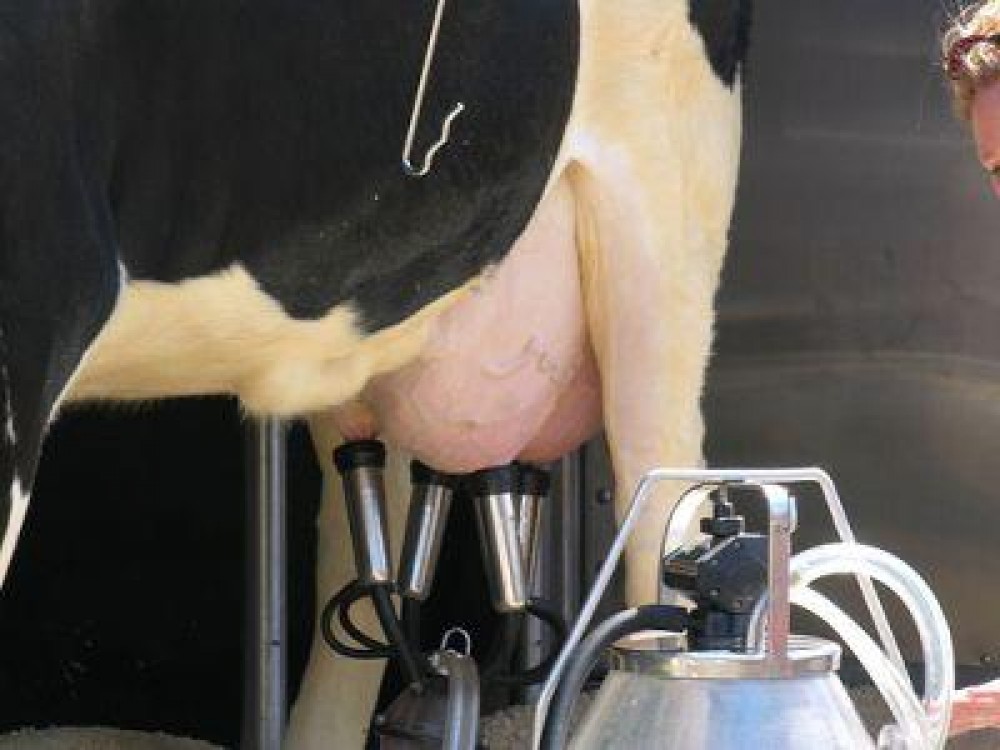 Statistici industria laptelui: A scazut cantitatea de lapte colectata in primul trimestru al anului, fata de 2012