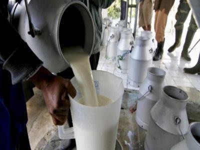 A crescut cantitatea de lapte colectat de la producatori in primele cinci luni ale anului