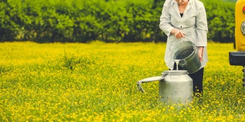 Observatorul laptelui nu furnizeaza date reale