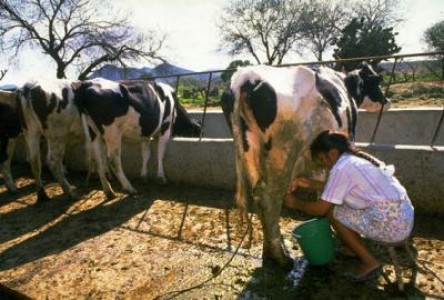 Romlacta: Fermierul mic are voie sa duca laptele la piata
