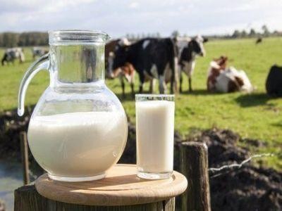Vacile de lapte din Romania au una din cele mai scazute productivitati din Uniunea Europeana