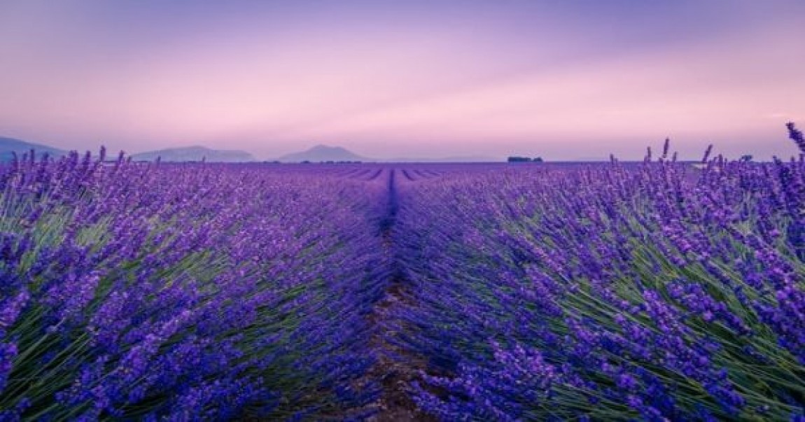 Afacere profitabila la tine in gradina: Cultura de lavanda