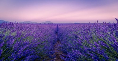 Cultura rezistenta la seceta - lavanda!