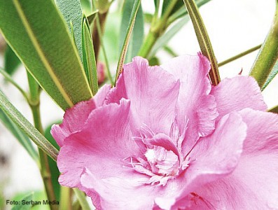 Leandrul - Nerium oleander