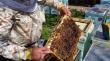 USR cere retrimiterea Legii apiculturii in Comisie