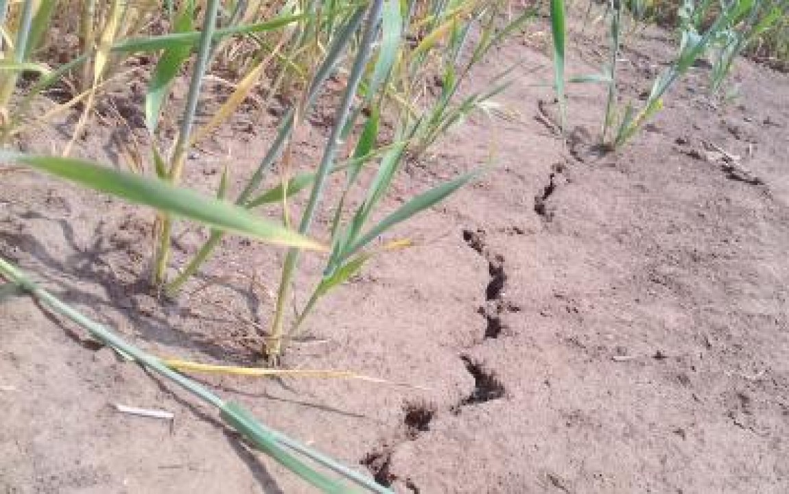 Legea privind ajutorul pentru fermierii afectati de seceta, promulgata de presedinte