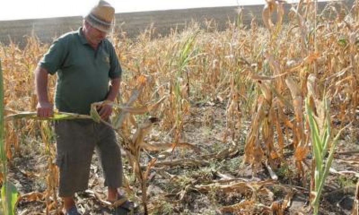 Lege pentru producatorii agricoli afectati de seceta, inundatii sau temperaturi scazute