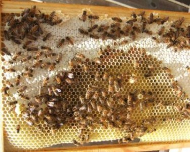 Ce spune Asociatia Crescatorilor de Albine despre noua lege a apiculturii
