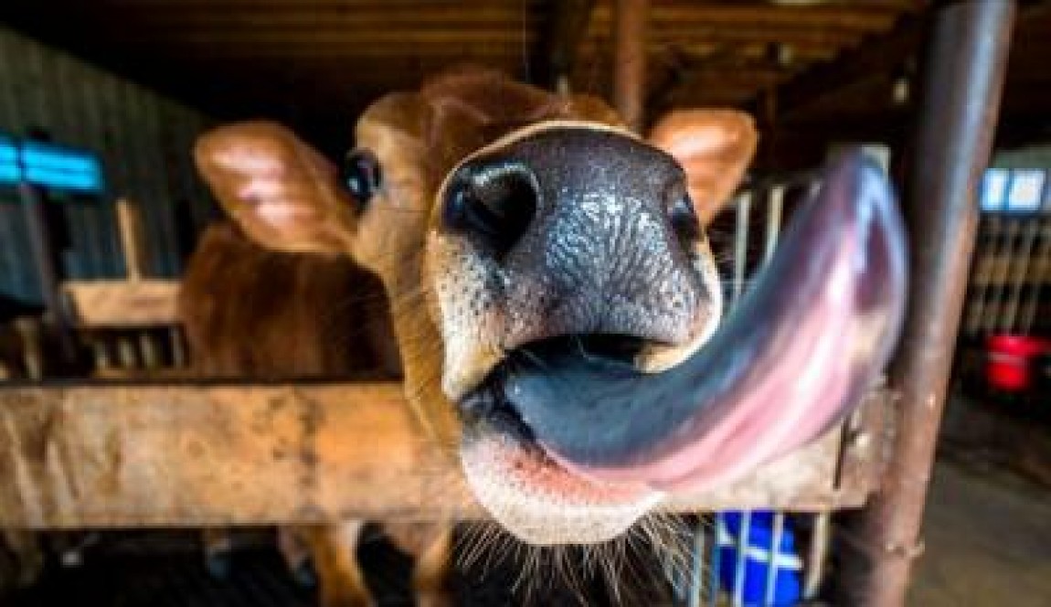 Fermierii NU vor promulgarea Legii mirosului