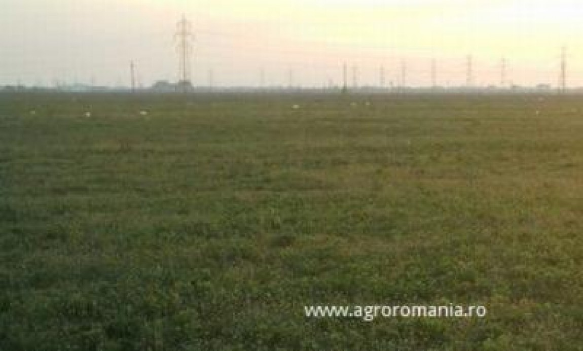 Guvernul aproba astazi proiectul Legii Pajistilor