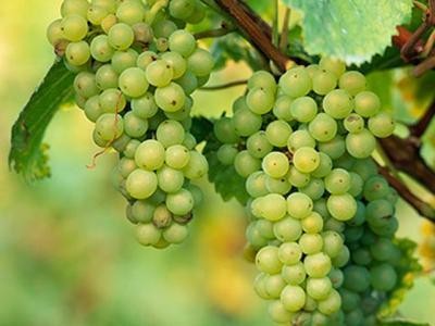 In atentia viticultorilor: A fost aprobat proiectul de Lege a viei si vinului