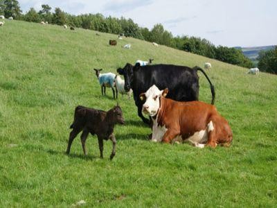 Fermierii care falsifica originea animalelor risca inchisoarea