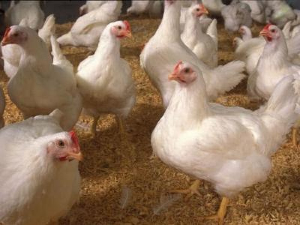 A fost adoptata noua Lege a Zootehniei. Vezi ce reglementari aduce in industria producatorilor de furaje