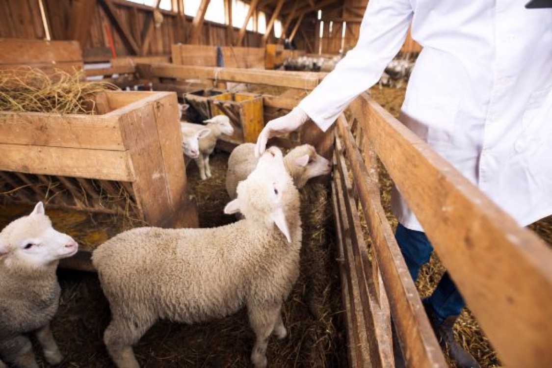 Petre Daea: Legislatia privind transportul de animale vii