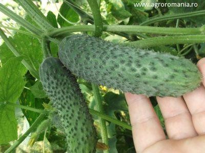 Presedintele Romconserv spune ca legumele din import au intaietate, ministrul Agriculturii crede ca cele romanesti se pierd pe undeva