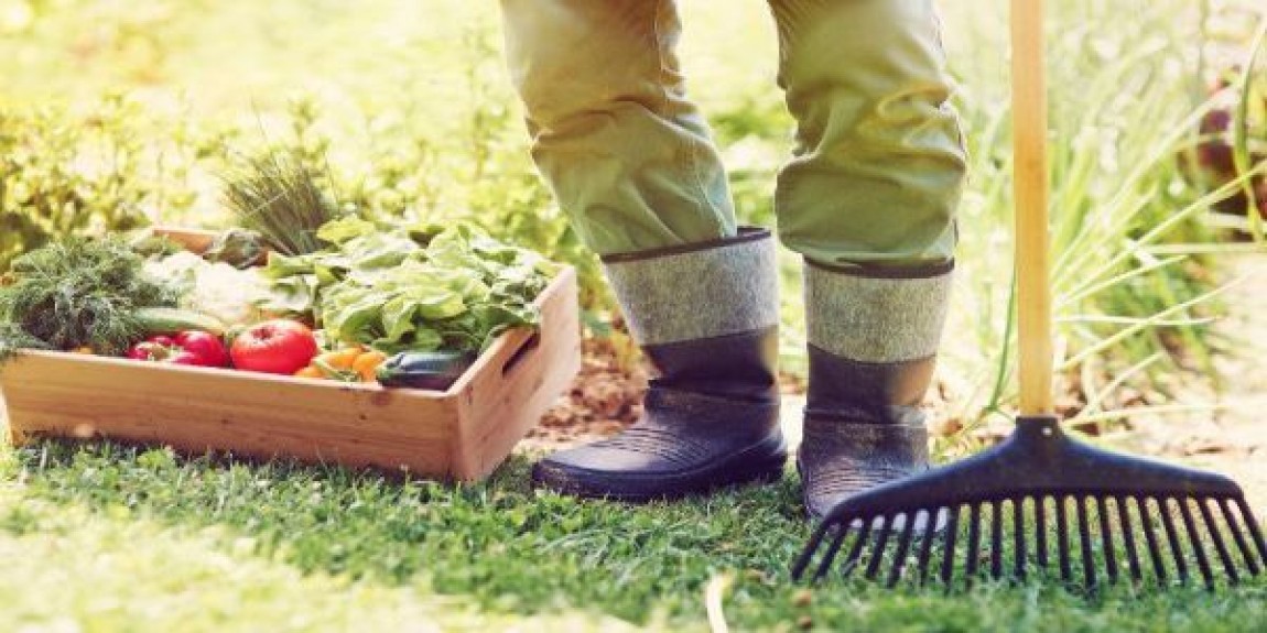 Sprijin financiar de la Guvern pentru producatorii de fructe si legume
