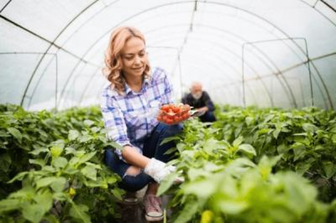 Seminte de legume profesionale VS seminte de legume obisnuite - Care este cea mai buna alegere