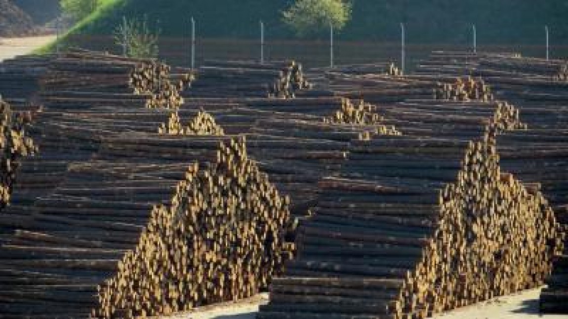 Alexe, Mediu: Aproape 40 de milioane mc de lemn, taiat ilegal