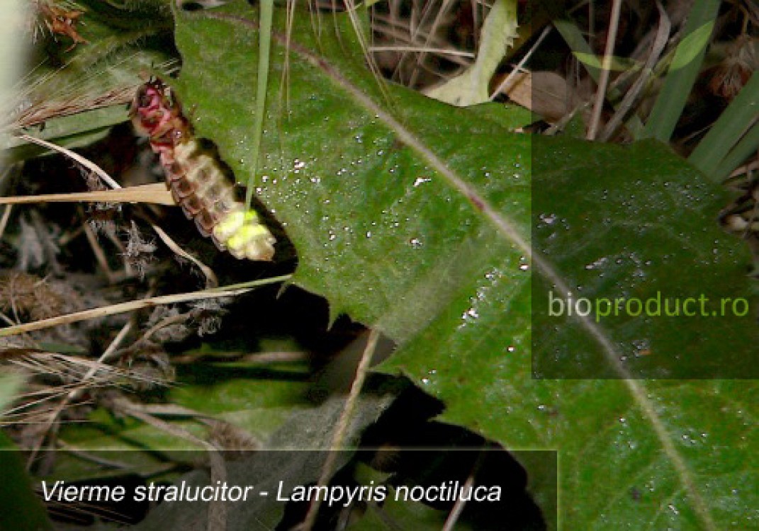 Lampyris noctiluca (viermele strălucitor), o rudă a licuriciului