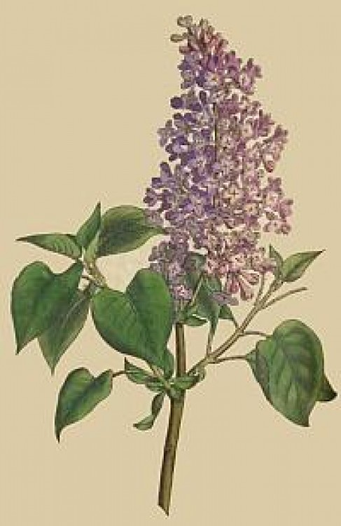 Liliacul, cel mai frumos şi parfumat arbust ornamental de primăvară