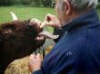 ANSVSA: Boala limbii albastre confirmata la 18 bovine