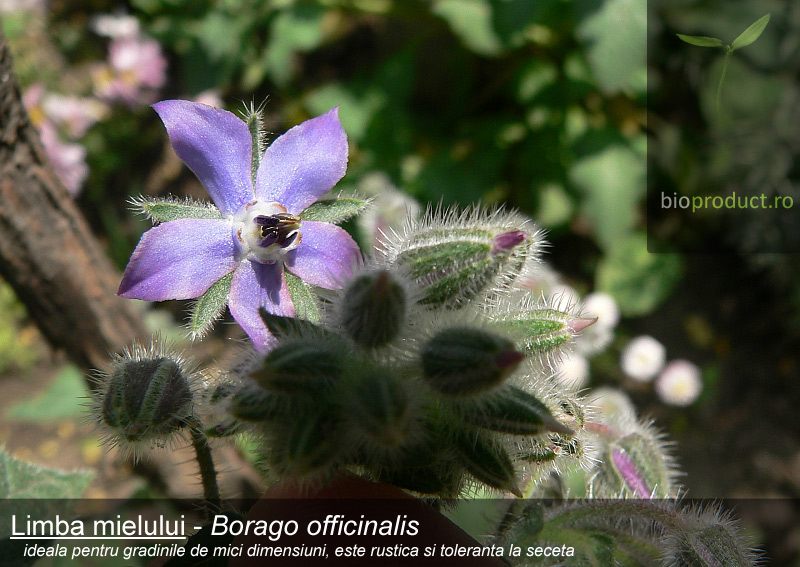 Limba mielului - (<i>Borago officinalis</i>) - albastrul de Voroneţ cu miros de castravete