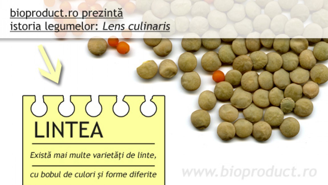 Lintea, fasolea dacilor
